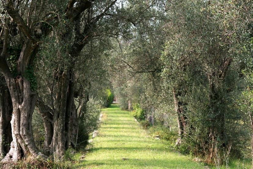 allee-oliviers Festival du livre Mouans Sartoux