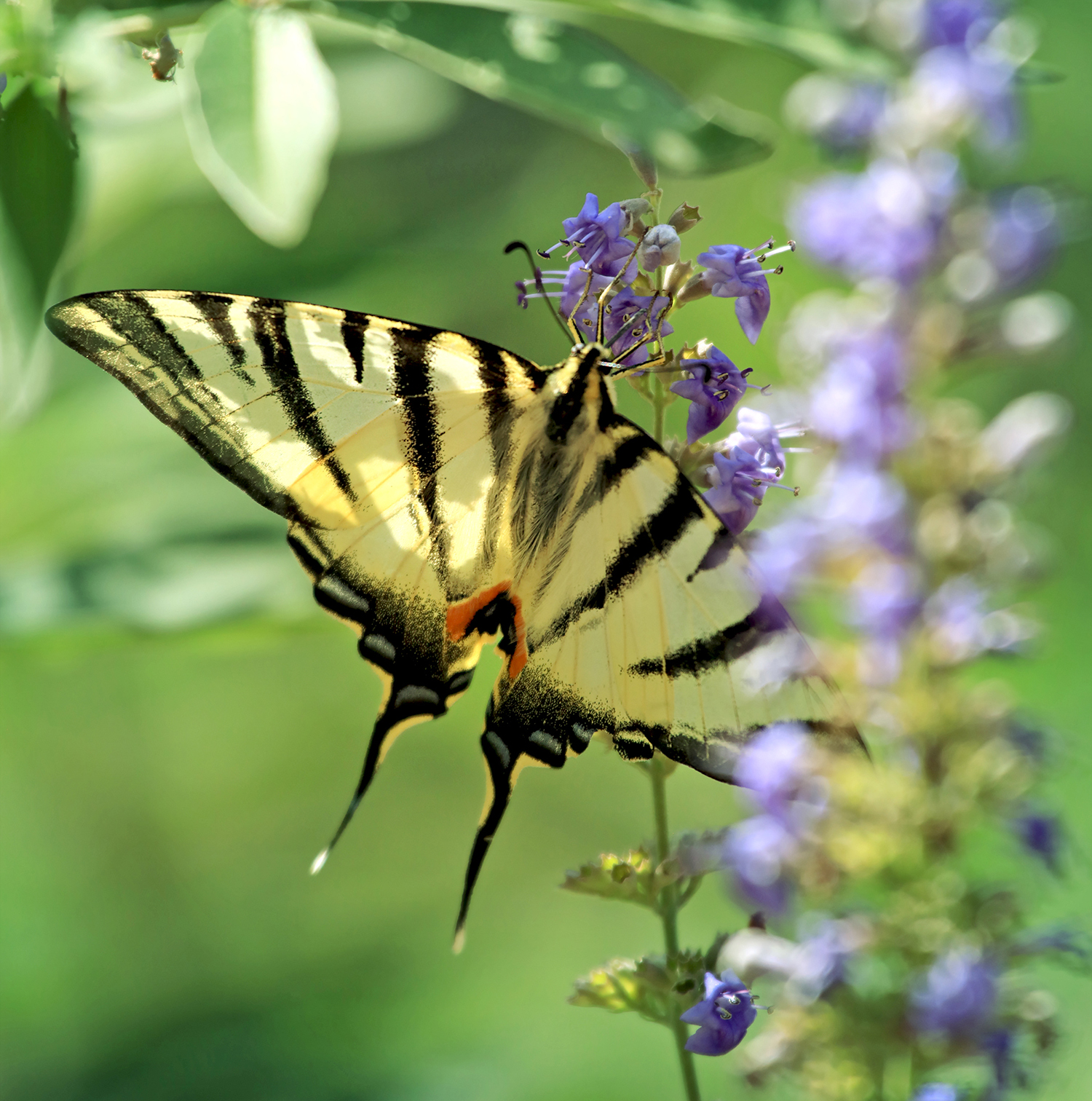 papillon-mouans-sartoux Festival du livre Mouans Sartoux