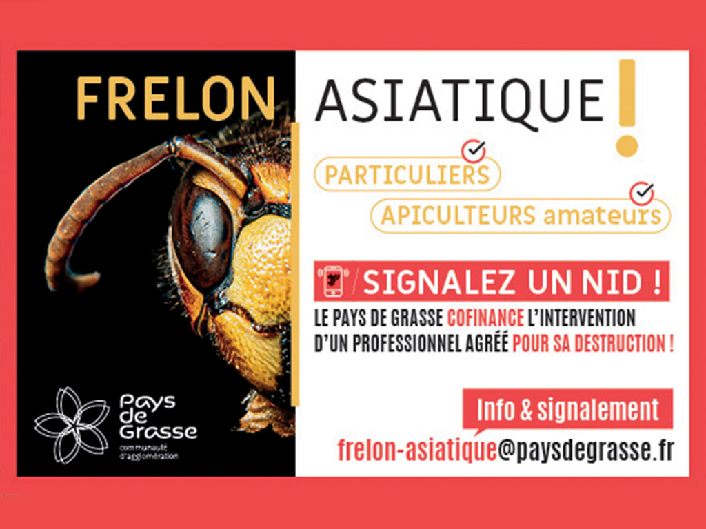 Sauvons nos abeilles du frelon asiatique
