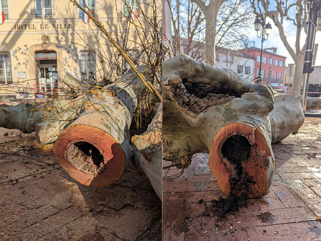 Renouvellement des platanes malades sur la place De Gaulle