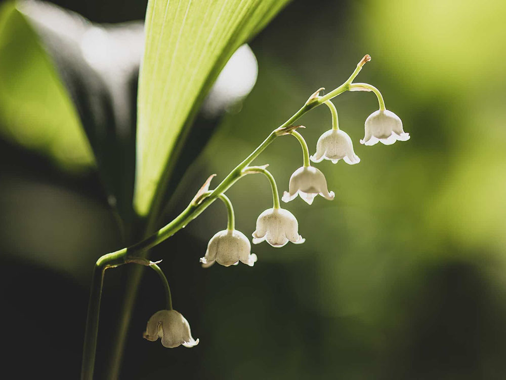Vente de muguet sur la voie publique à l’occasion du 1er mai